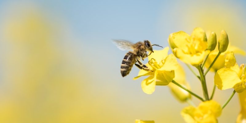 abejas