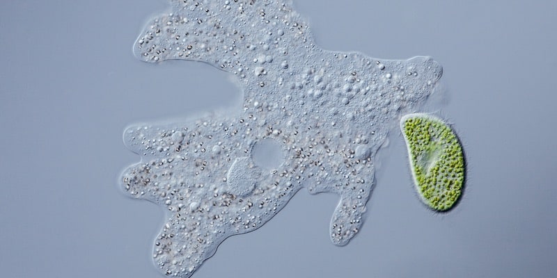 La ameba amoeba proteus con bursaria paramecium.