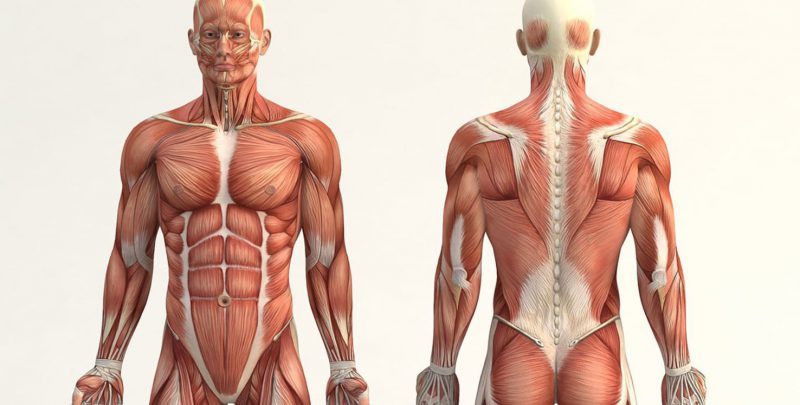 Anatomía