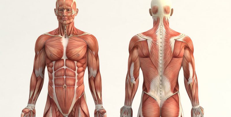 Músculos del cuerpo humano