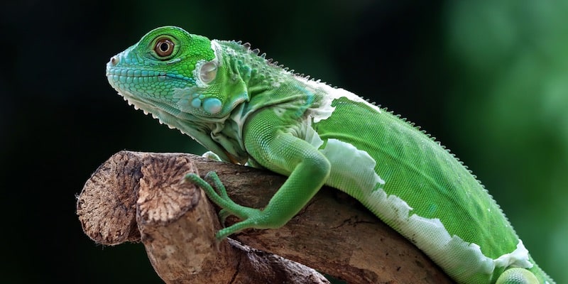 La igual es un animal de sangre fría y no puede regular su metabolismo.
