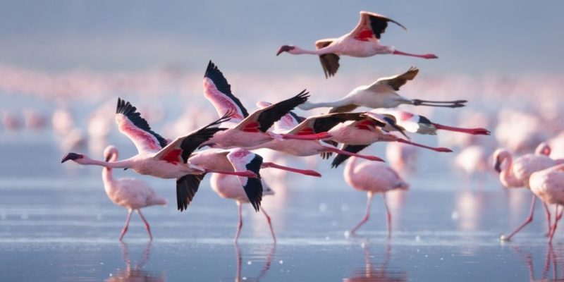 animales voladores flamencos
