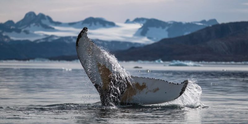 ballena