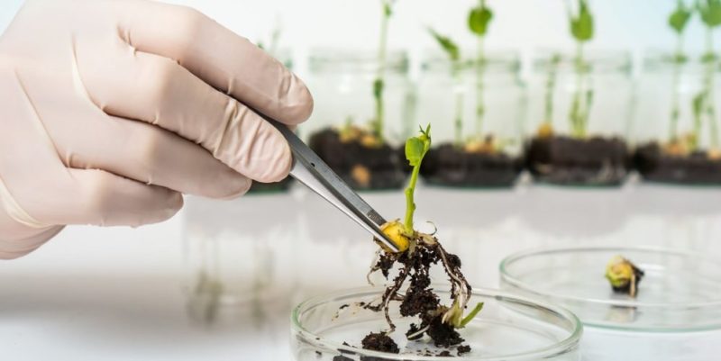 biotecnologia