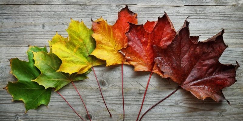 Cambios de color en la hoja de un árbol.