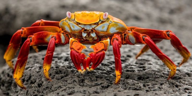 crustaceos